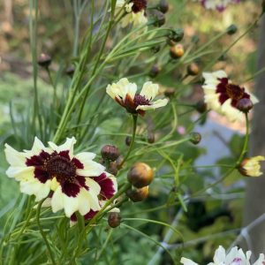 Coreopsis