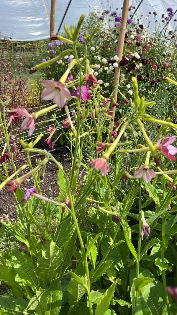 Nicotiana - Image 2