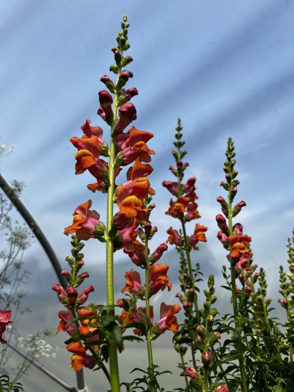 Antirrhinum (Snapdragon) - Image 2