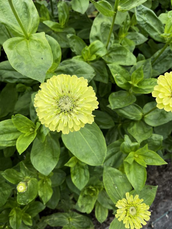 Zinnia - Image 2