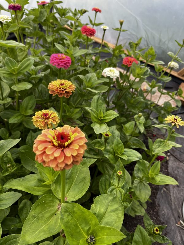 Zinnia - Image 3