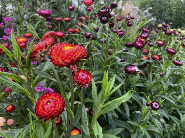 Helichrysum (Strawflower) - Image 2