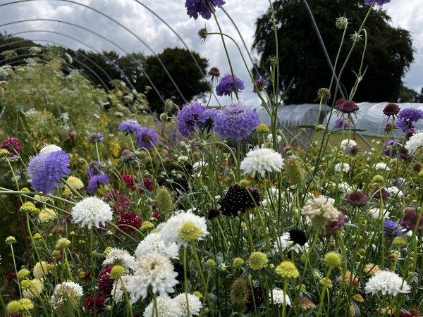 Scabiosa - Image 2