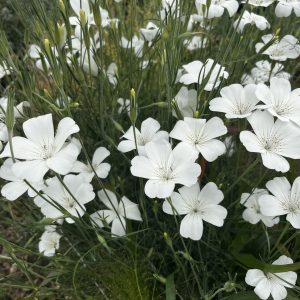 Agrostemma (Corncockle)