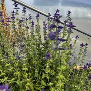 Clary Sage