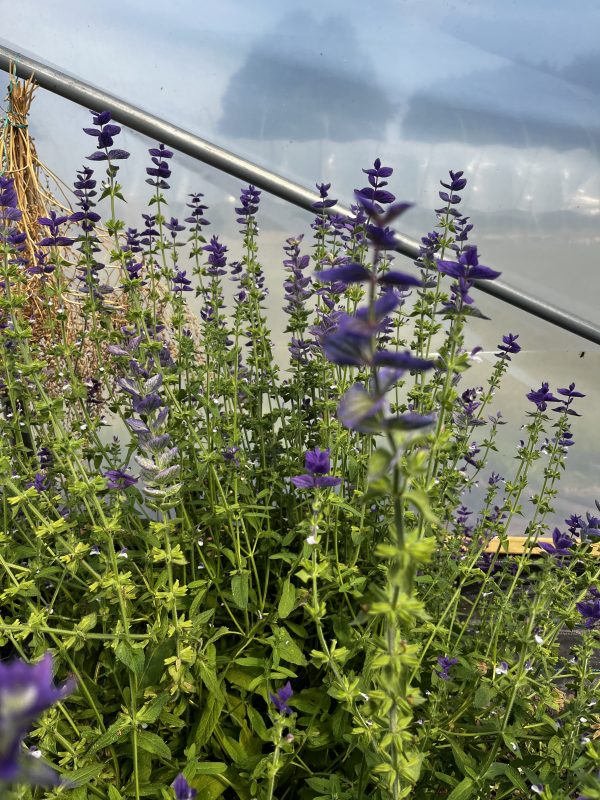 Clary Sage
