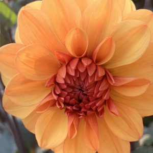 Dahlias and Penstemon