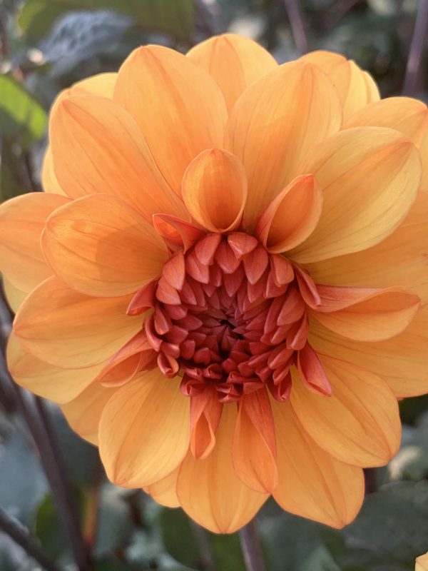 Dahlias and Penstemon