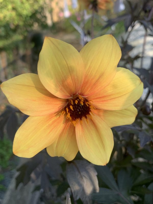 Dahlias and Penstemon - Image 3