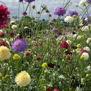 Scabiosa