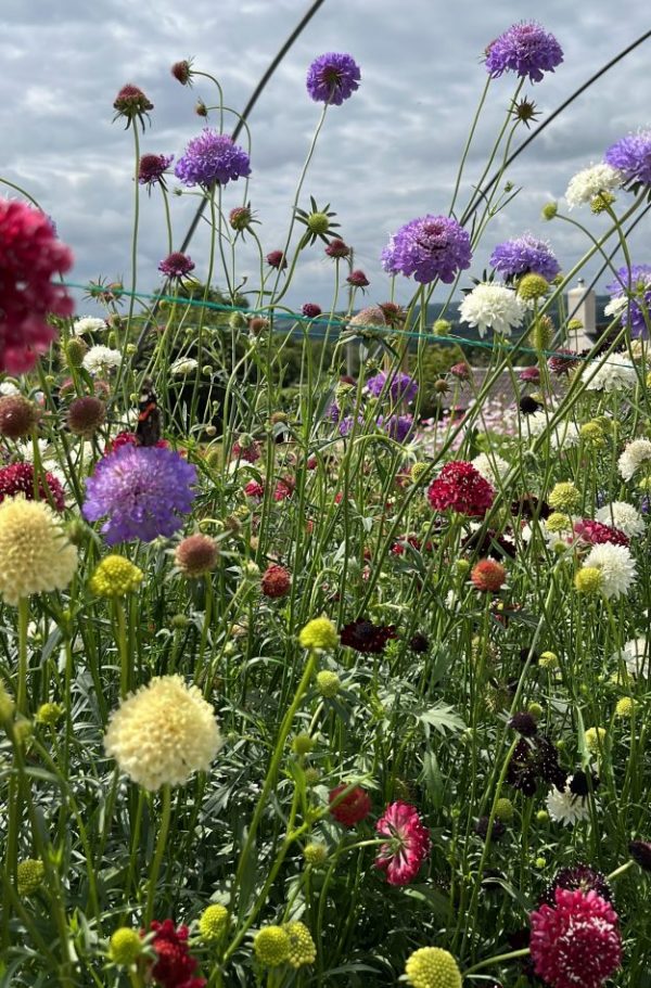 Scabiosa