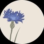Cornflower Blue