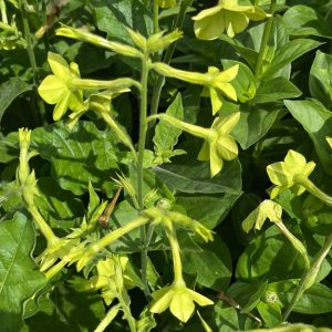 Nicotiana