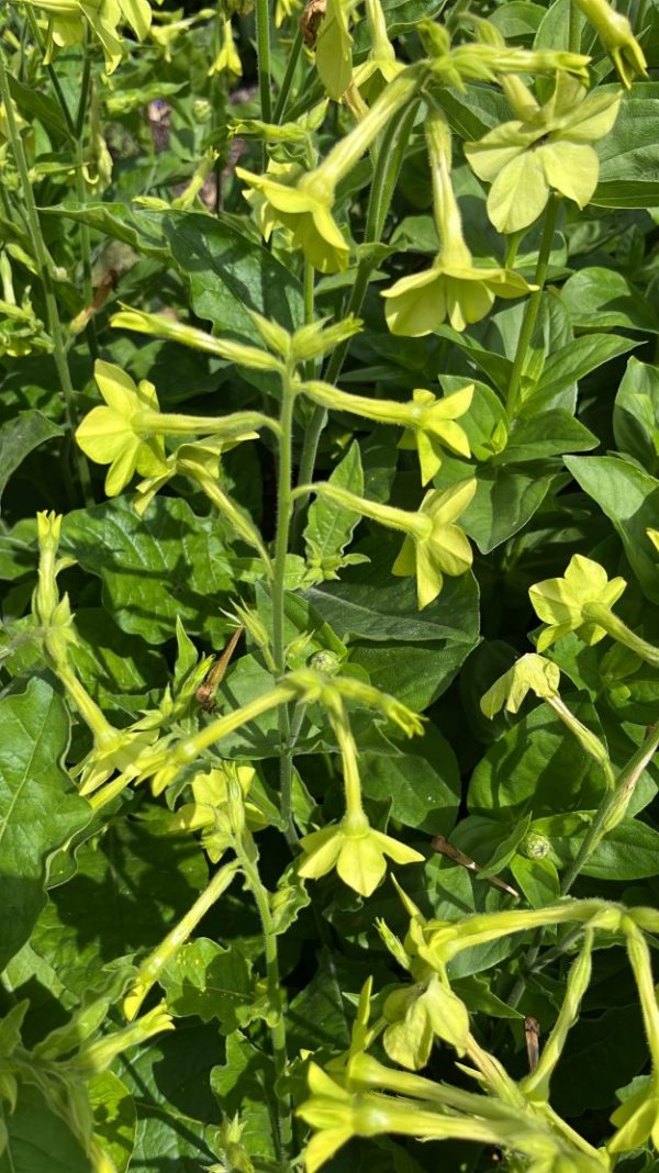 Nicotiana