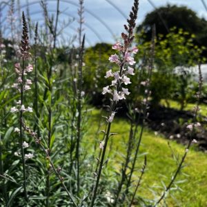Linaria (toadflax)