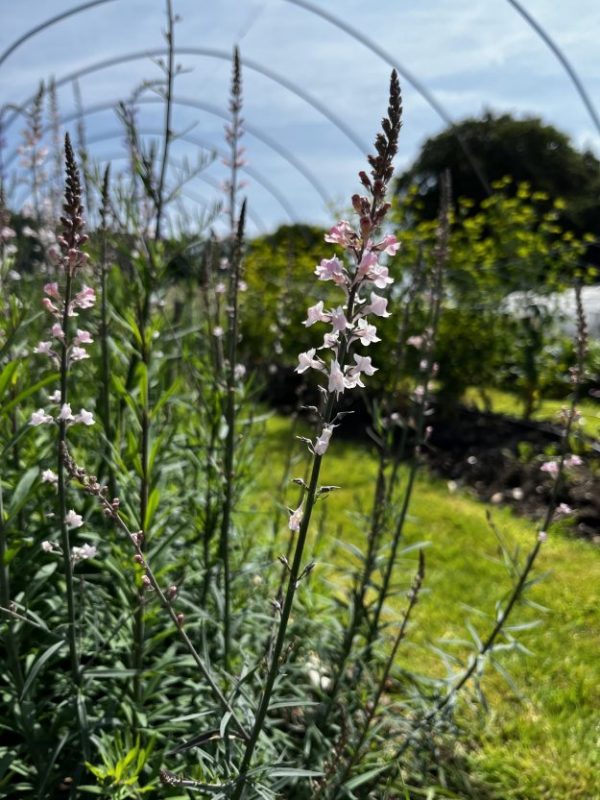 Linaria (toadflax)