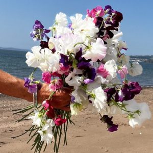 Sweet Peas