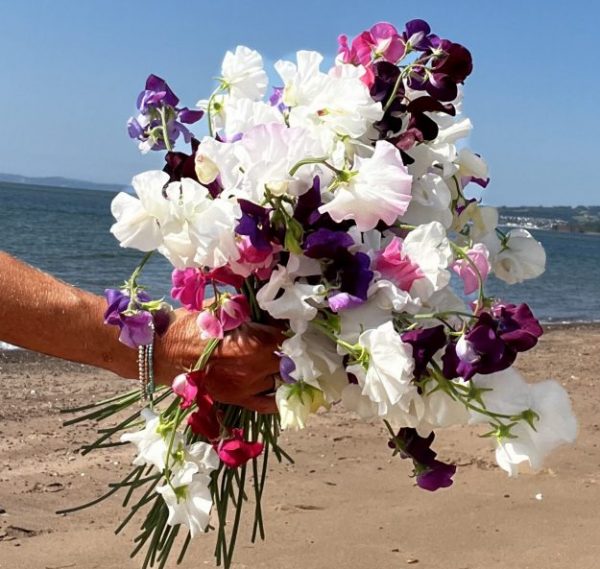 Sweet Peas