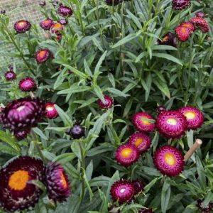 Helichrysum (Strawflower)