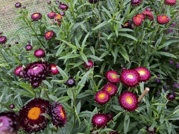 Helichrysum (Strawflower)
