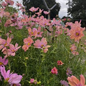 Cosmos Apricot
