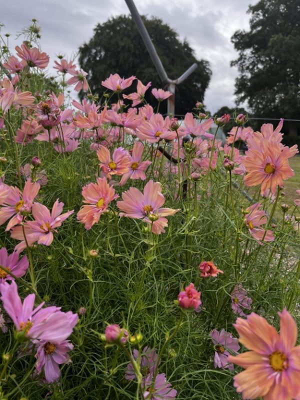 Cosmos Apricot