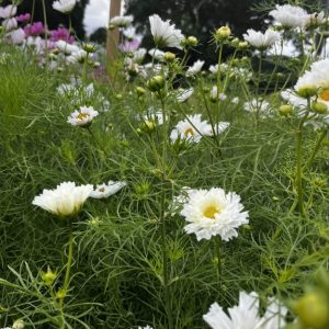Cosmos Double Dutch