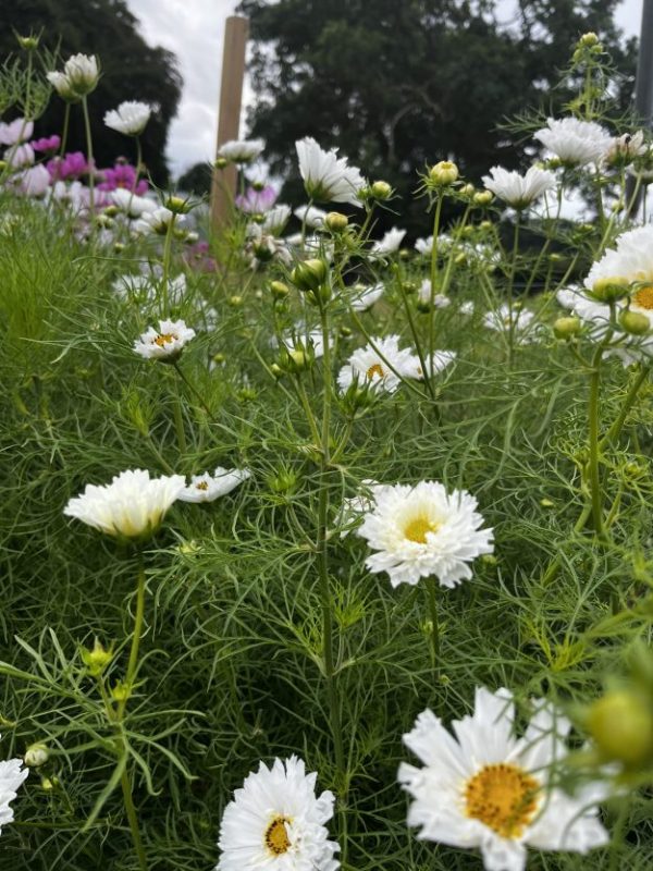 Cosmos Double Dutch