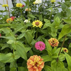 Zinnia
