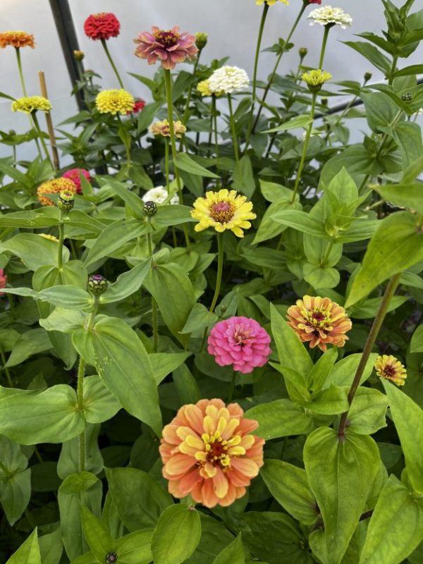 Zinnia