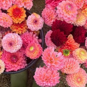 Dahlias