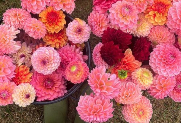 Dahlias