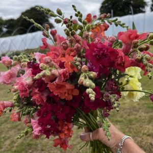 Antirrhinum (Snapdragon)
