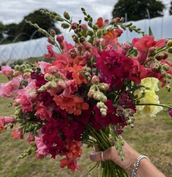 Antirrhinum (Snapdragon)