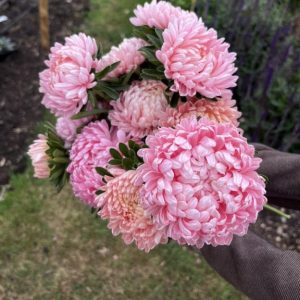 China Aster