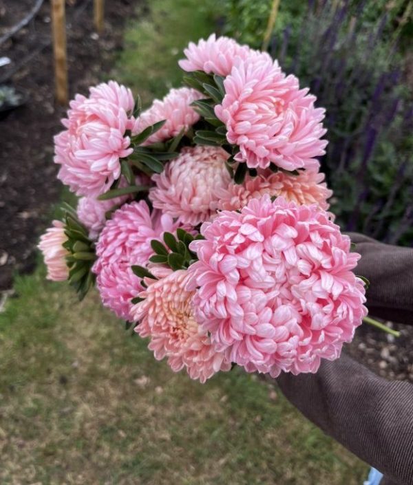 China Aster