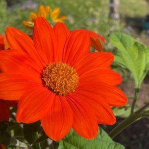 Tithonia Torch (Mexican sunflower)