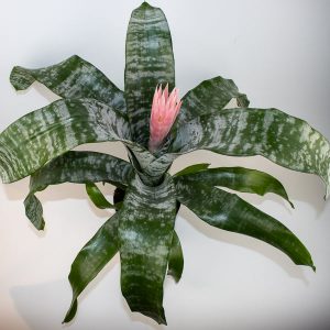 Aechmea fasciata primera Ø15cm H60cm