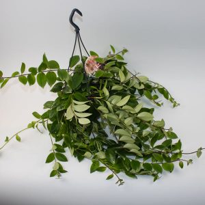 Aeschynanthus lobbianus Variegatus Ø15cm H35cm