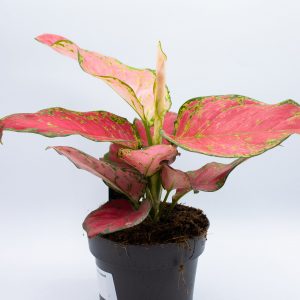 Aglaonema Red Joy