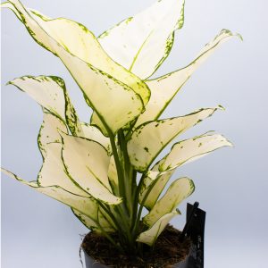 Aglaonema White Joy