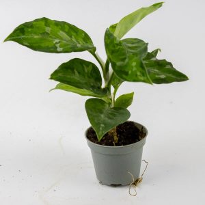 Aglaonema Tricolor 'Camouflage' Ø6cm H10cm