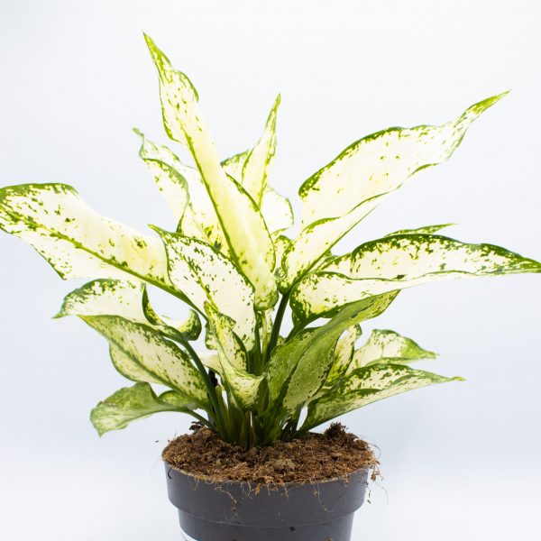 Aglaonema White Kiwi
