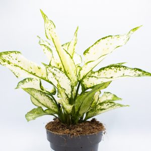 RESCUE ME - Aglaonema White Kiwi Ø12cm H30cm
