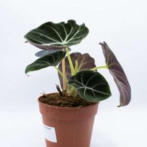 Alocasia Black Velvet