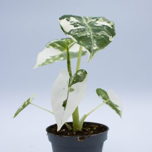 Alocasia micholitziana Frydek Variegata