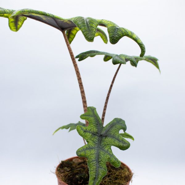 Alocasia Jacklyn
