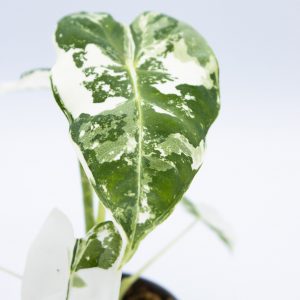 Alocasia Frydek Variegata