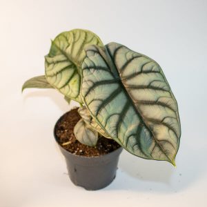 Alocasia Nebula Silver Ø14cm H30cm