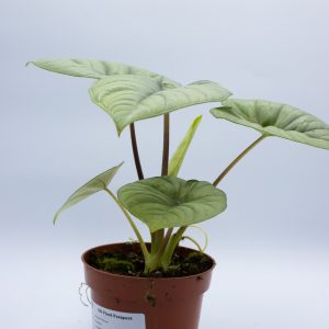 Alocasia Platinum